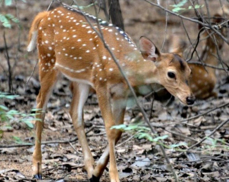 Kodaikanal Wildlife Sanctuary